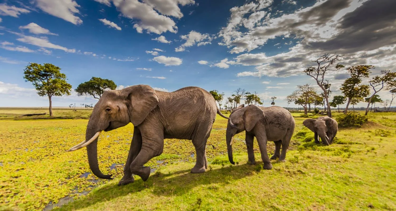 Explore 12-Days Best Kenya Wildlife Safari :  Samburu, Sweetwaters, Aberdare, Nakuru, Masai Mara, Naivasha, Amboseli & Tsavo West National Parks for 12 days with Gracepatt Ecotours Kenya and discover unforgettable experiences - Photo 2