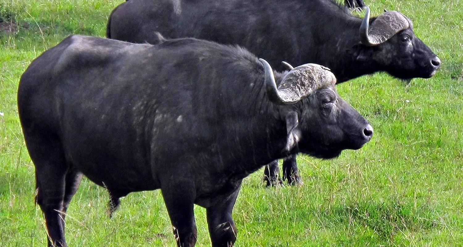 Explore 3-Days Aberdares & Sweetwaters Ol Pejeta Chimpanzee Sanctuary Private Safari for 3 days with Gracepatt Ecotours Kenya and discover unforgettable experiences - Photo 2