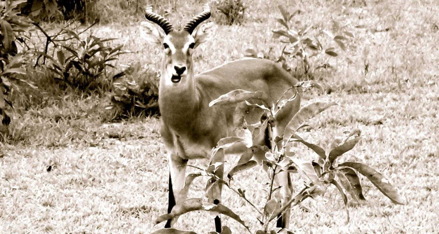 Explore 3 Day Guided Tour to Mole National Park Ghana Africa for 3 days with Grassroot Tours Ghana and discover unforgettable experiences - Photo 2