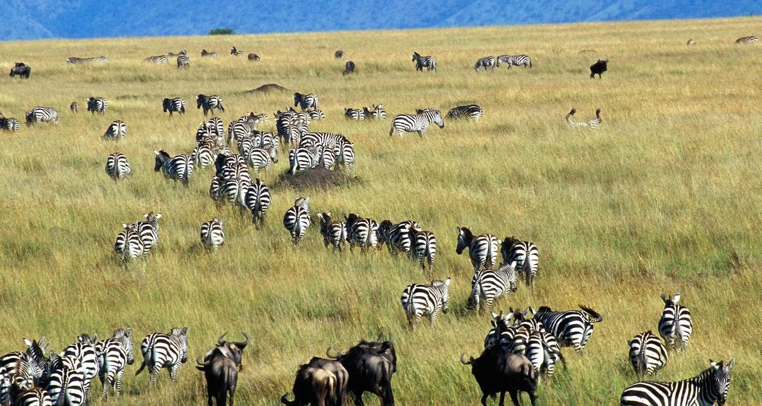 Explore 7-Day Best of Tanzania -The Famous Serengeti National Park for 7 days with Gracepatt Ecotours Kenya and discover unforgettable experiences - Photo 2