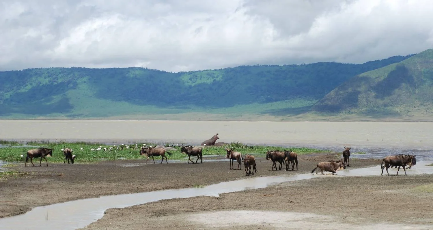 Explore 5Days Tanzania Budget Camping Safari :  Lake Manyara, Serengeti And Ngorongoro Crater from Arusha for 5 days with Gracepatt Ecotours Kenya and discover unforgettable experiences - Photo 2