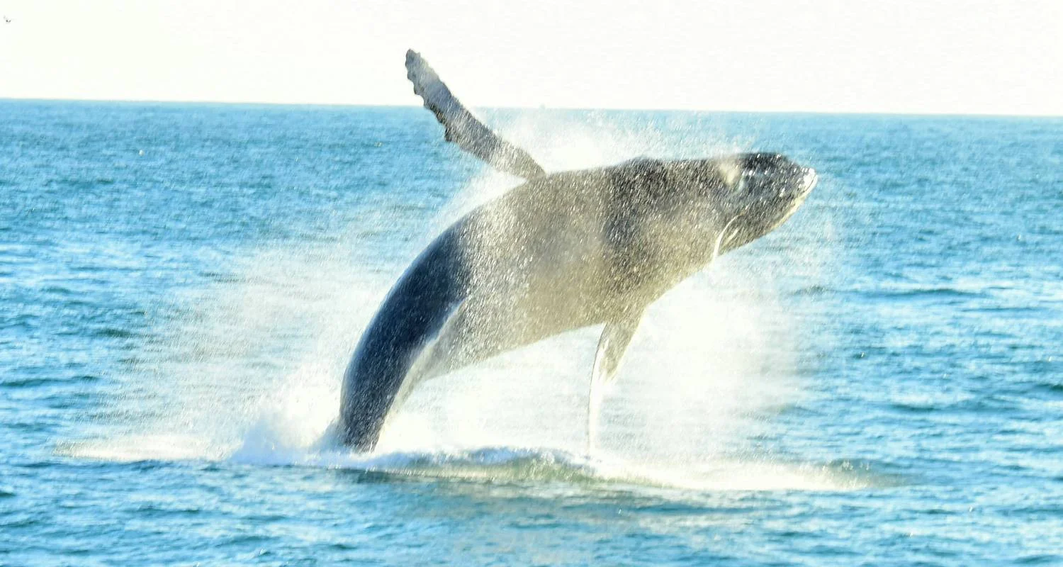 Explore Hidden Gems of Costa Rica for 15 days with Green World Adventures and discover unforgettable experiences - Photo 2