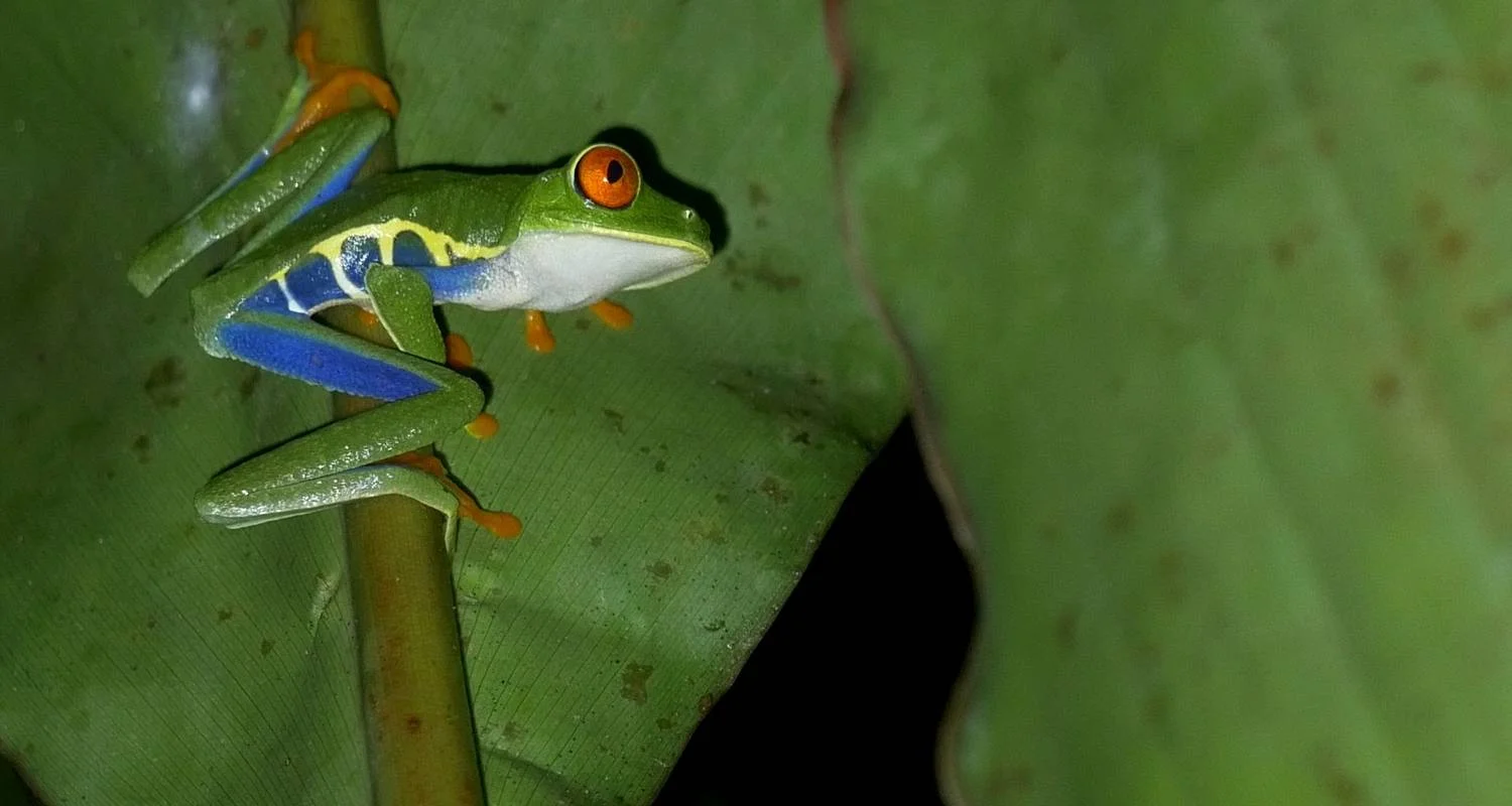 Explore Costa Rica Wildlife Exploration for 14 days with Green World Adventures and discover unforgettable experiences - Photo 2