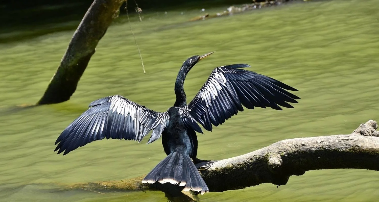 Explore Tortuguero: A natural paradise in Costa Rica for 3 days with Green World Adventures and discover unforgettable experiences - Photo 2