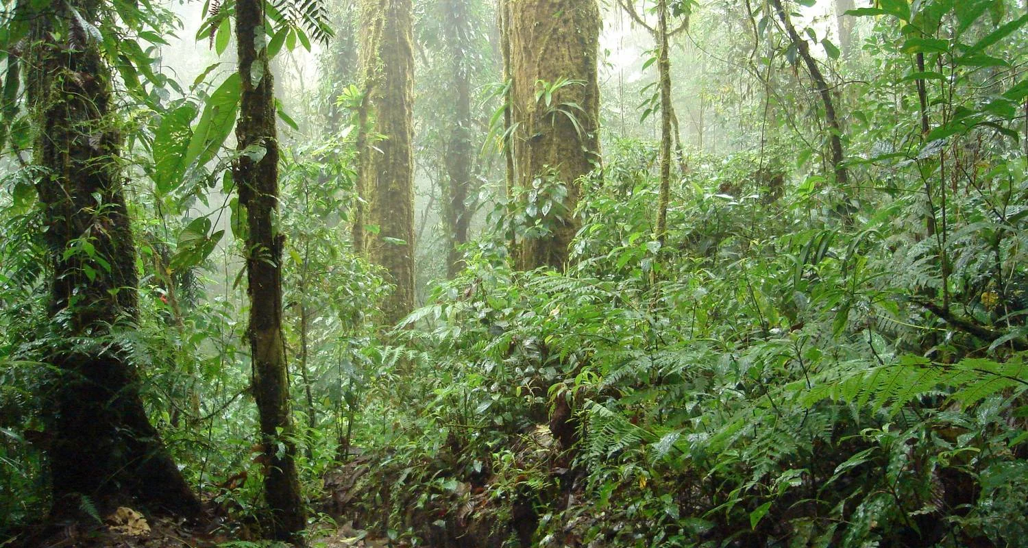 Explore Arenal Volcano & Monteverde Cloud Forest Costa Rica, the perfect combination for 5 days with Green World Adventures and discover unforgettable experiences - Photo 2