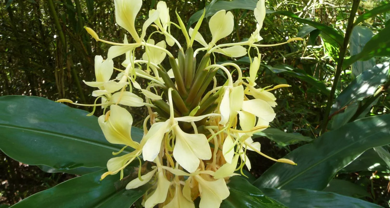 Explore The Eastern Madagascar wonder for 9 days with Green Island Discovery and discover unforgettable experiences - Photo 2