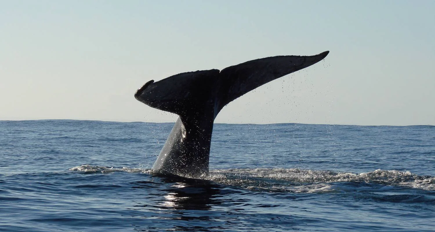 Explore Ideal trip between land and sea for 14 days with Green Island Discovery and discover unforgettable experiences - Photo 2