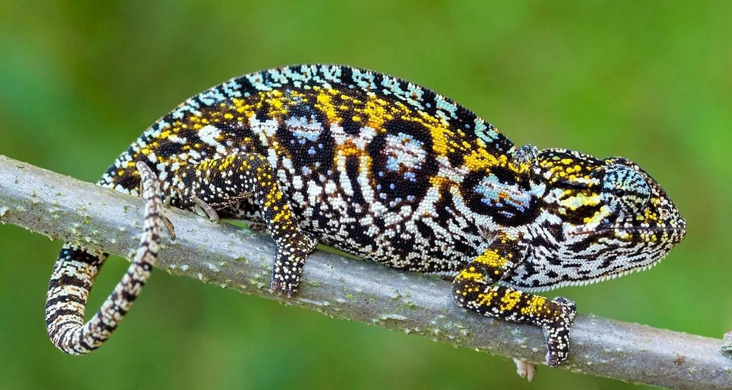 Explore Madagascar Wildlife Safari Tour (Available all year) for 14 days with HT Agency Tours and discover unforgettable experiences - Photo 2