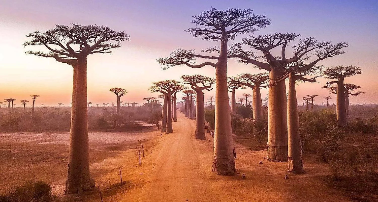 Explore Madagascar Lemurs & Baobabs (Available all year) for 8 days with HT Agency Tours and discover unforgettable experiences - Photo 2