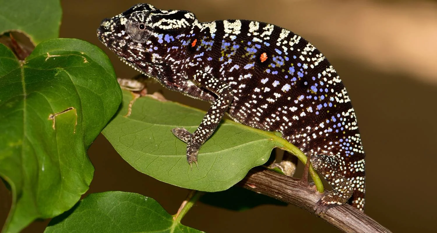 Explore Madagascar Group Safari | Classic tour for 10 days with HT Agency Tours and discover unforgettable experiences - Photo 2