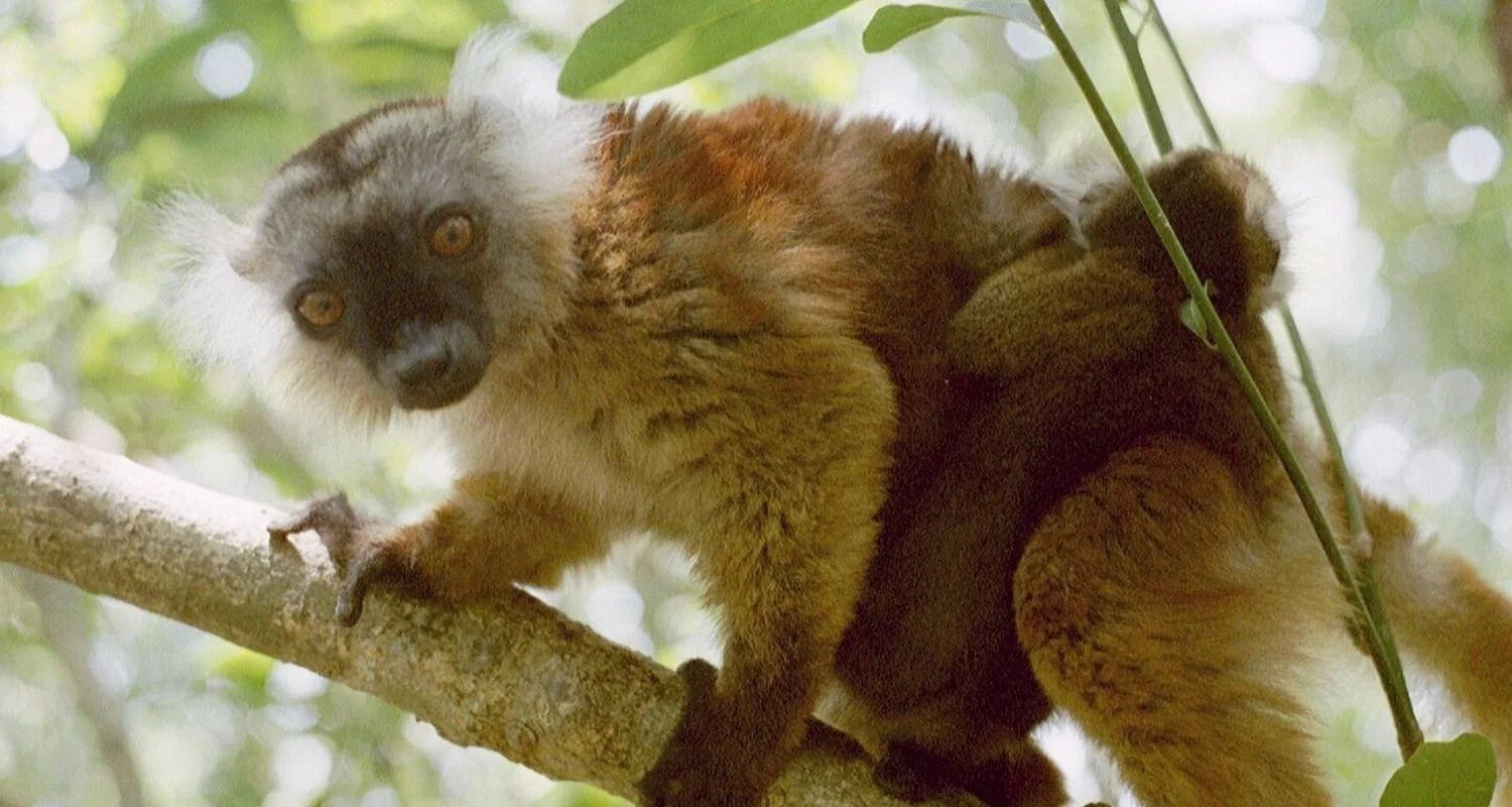 Explore Nosy Be | The perfumed Madagascar Island for 6 days with HT Agency Tours and discover unforgettable experiences - Photo 2