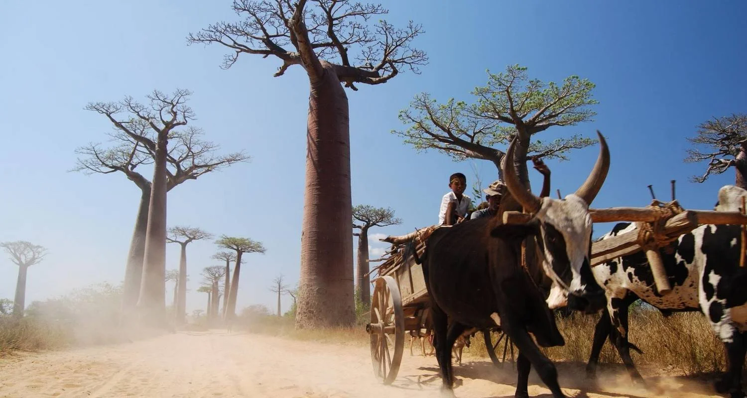 Explore Madagascar | Discovering the wonders of the east, the west and the south for 10 days with HT Agency Tours and discover unforgettable experiences - Photo 2