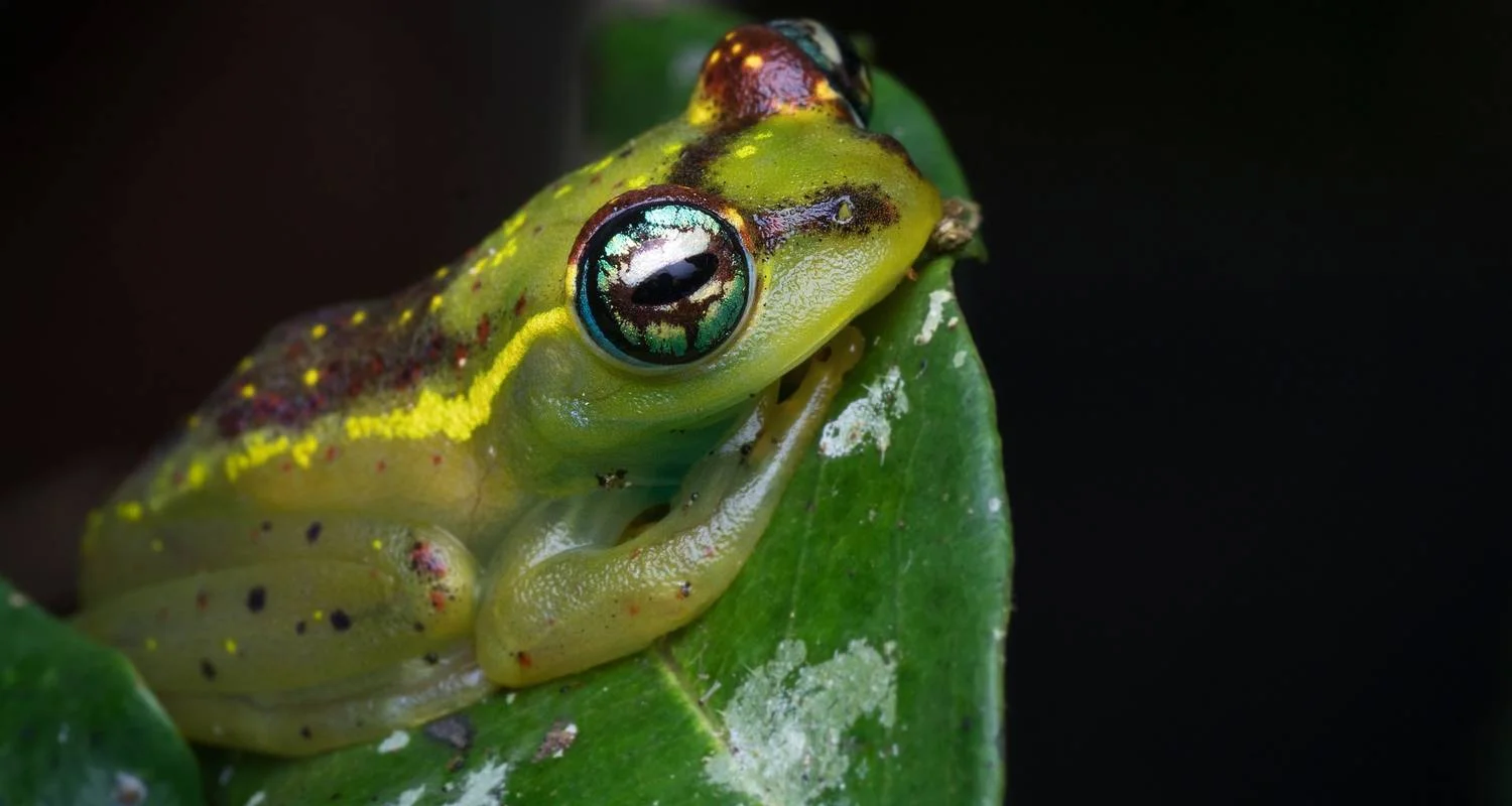 Explore Perinet - Pangalane for 5 days with HT Agency Tours and discover unforgettable experiences - Photo 2