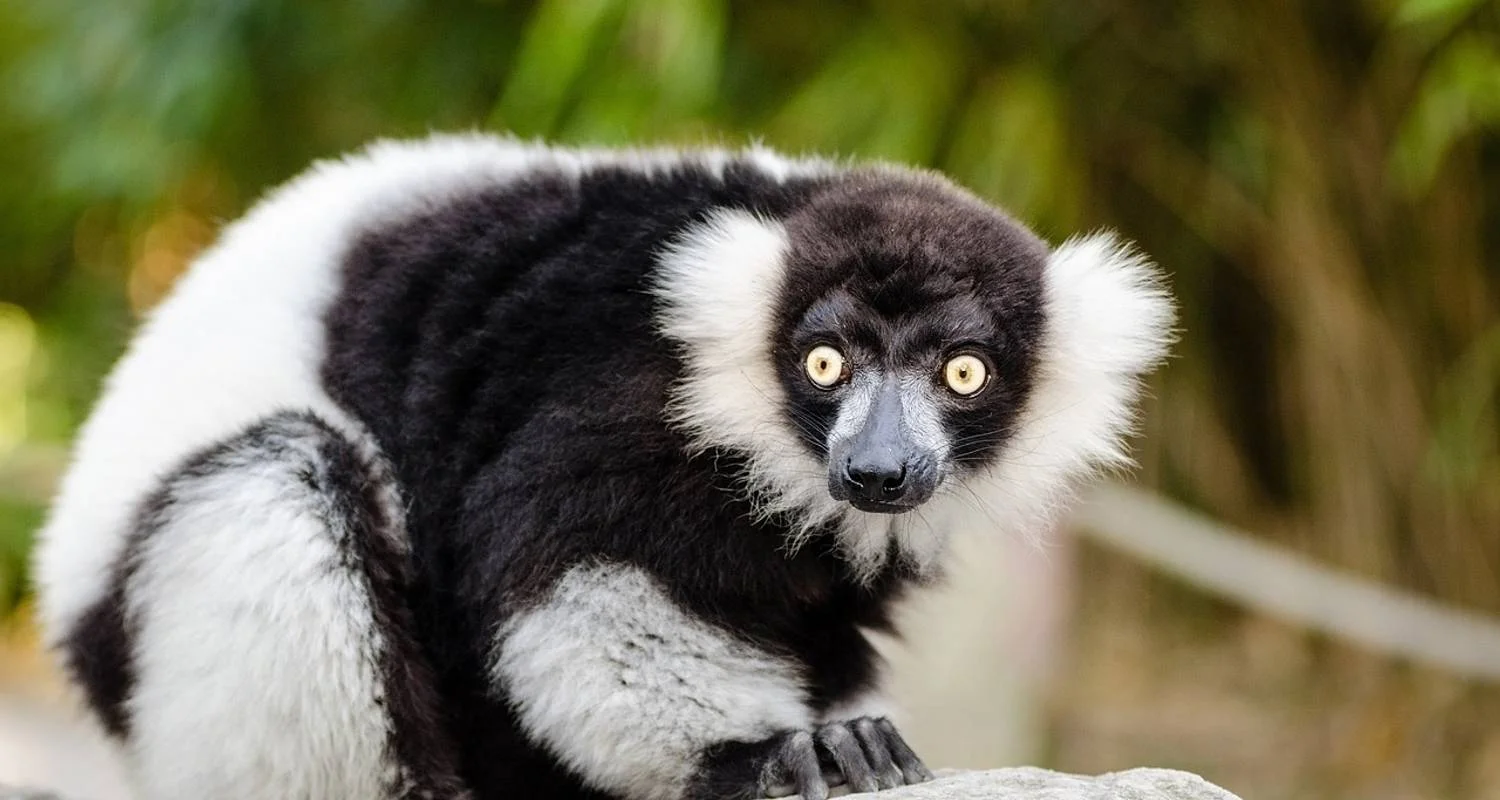 Explore 18 days Madagascar Expedition group tour departure 2025 (especially for senior traveler) for 18 days with HT Agency Tours and discover unforgettable experiences - Photo 2