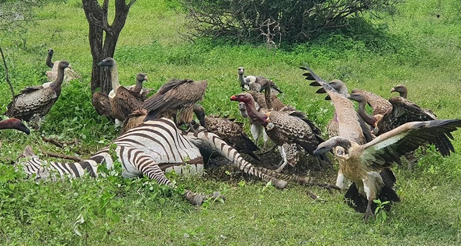 Explore 12-Days Tanzania Wildlife Safari for 12 days with Hazzes Adventure and discover unforgettable experiences - Photo 2