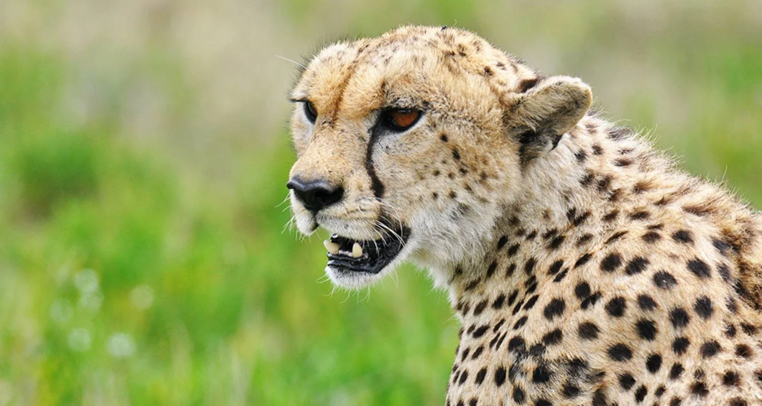 Explore Tanzania Big Five Safari for 7 days with Hazzes Adventure and discover unforgettable experiences - Photo 2