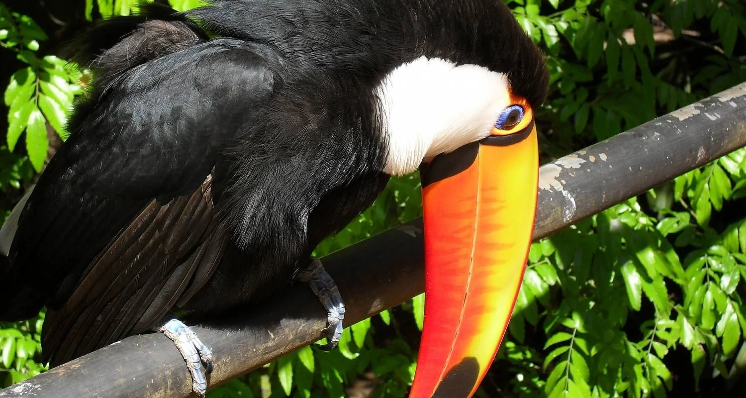 Explore Iguazu Falls on a Shoestring (3N) for 4 days with Hi Travel Argentina and discover unforgettable experiences - Photo 2