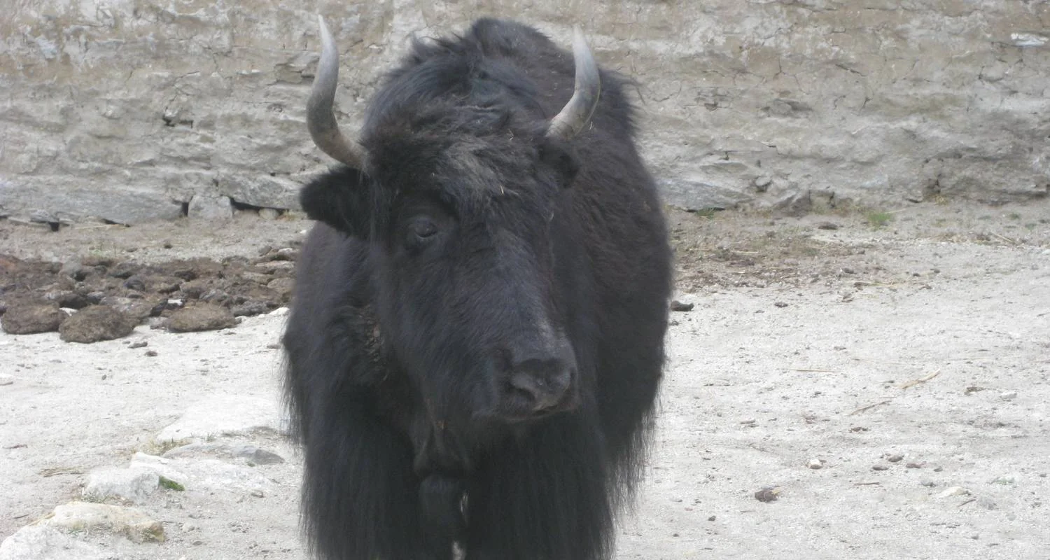 Explore Island Peak and Everest Base Camp Trek for 2025/2026 for 20 days with Himalaya Heart Treks & Expedition[P] Ltd  and discover unforgettable experiences - Photo 2