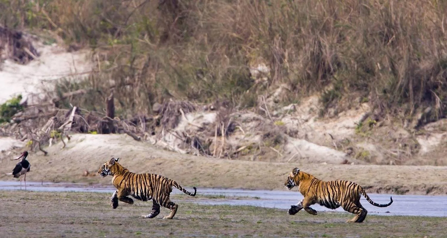 Explore Bardia Jungle Safari Package Tour – 3 Nights 4 Days for 4 days with Himalayan Adventure Treks & Tours and discover unforgettable experiences - Photo 2