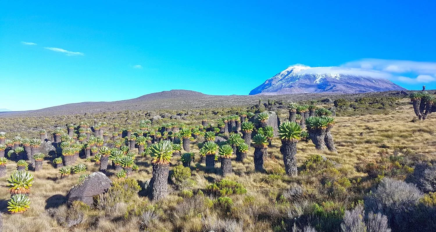 Explore Kilimanjaro Climb via Lemosho Route for 8 days with Himalayan Glacier Adventure and Travel Company and discover unforgettable experiences - Photo 2