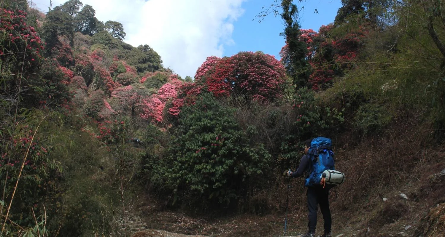 Explore Annapurna Base Camp Trek for 16 days with Himalayan Planet Adventures and discover unforgettable experiences - Photo 2
