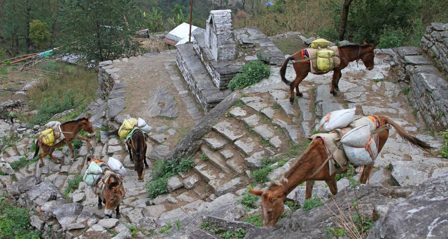 Explore Ghorepani - Poonhill Trek for 4 days with Himalayan Social Journey and discover unforgettable experiences - Photo 2