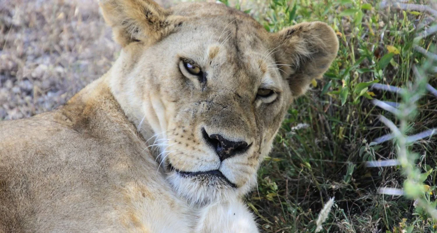 Explore 7 Day Majestic Kenya Safari for 7 days with Holiday Destination Safaris and discover unforgettable experiences - Photo 2