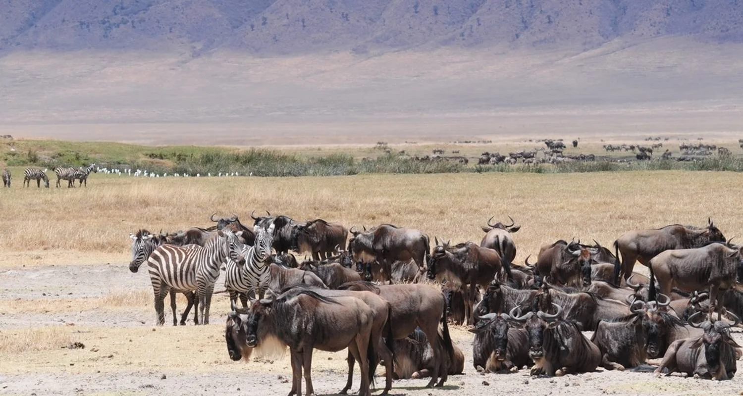 Explore Exploration Safari of Kenya & Tanzania for 8 days with Holiday Destination Safaris and discover unforgettable experiences - Photo 2