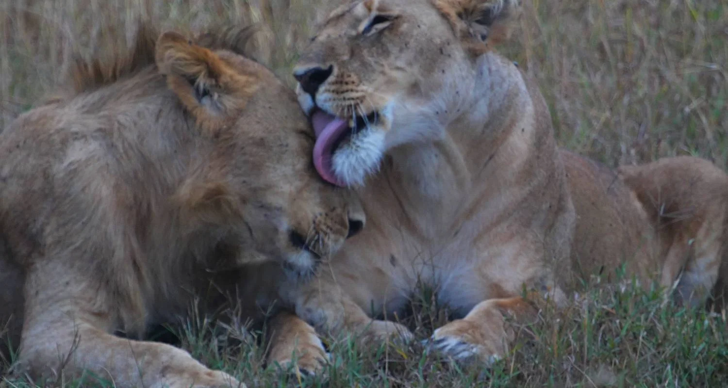 Explore 5 Day Masai Mara Migration Safari for 5 days with Holiday Destination Safaris and discover unforgettable experiences - Photo 2