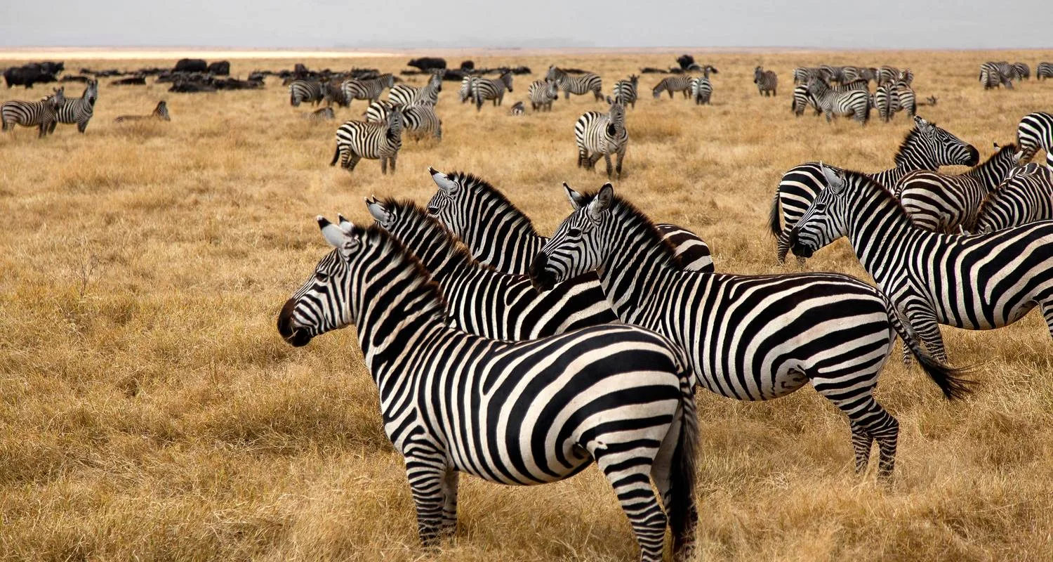 Explore Take Me Around East Africa for 14 days with Holiday Destination Safaris and discover unforgettable experiences - Photo 2