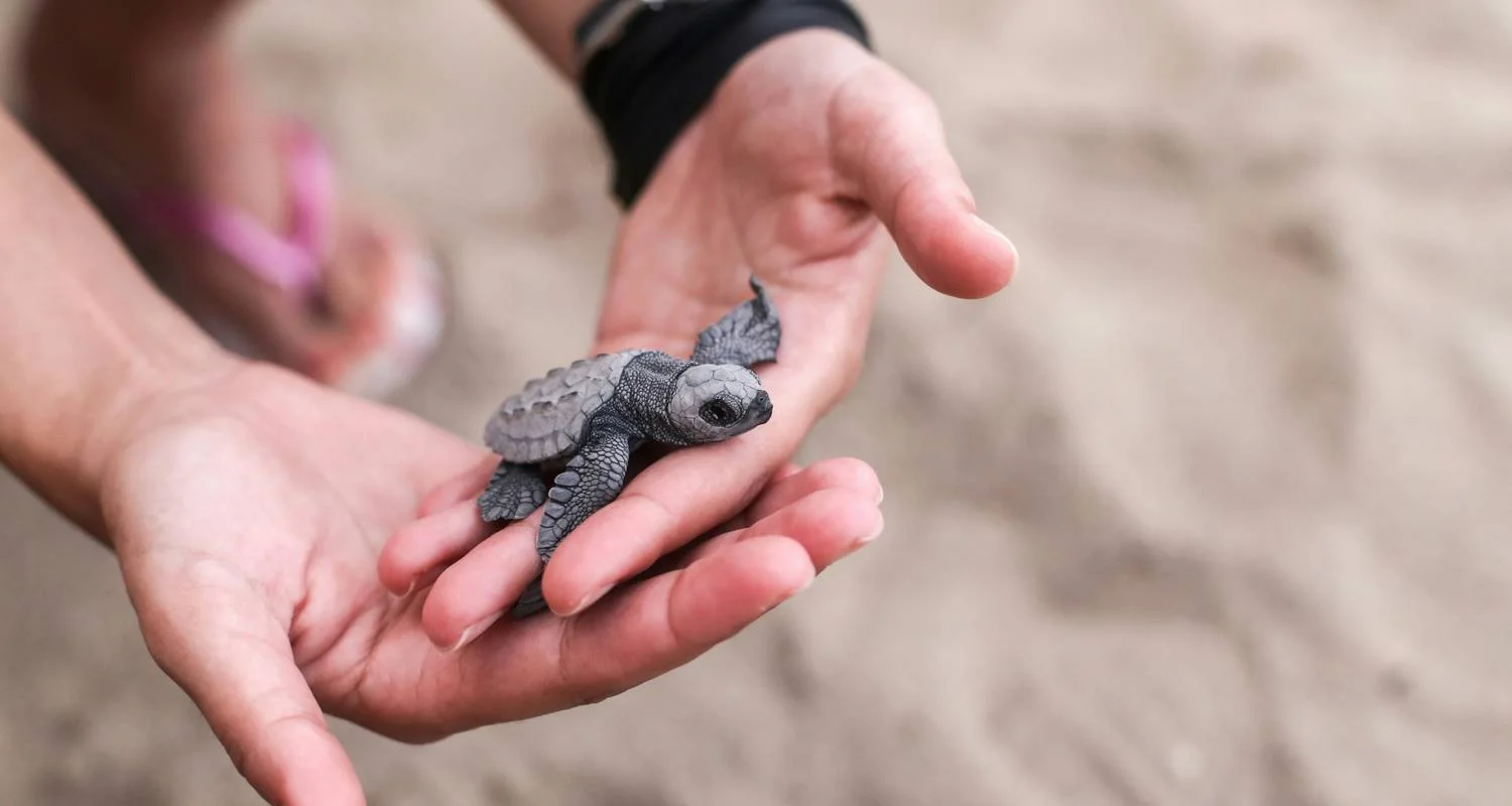 Explore 5 Day Sri Lanka Itinerary for 5 days with Holiday Lanka Tours and discover unforgettable experiences - Photo 2