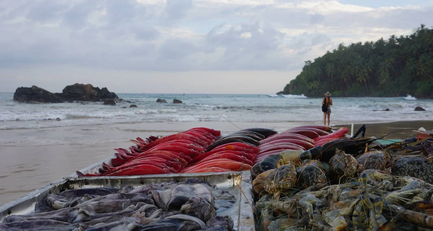 Explore 6 Day Sri Lanka Itinerary for 6 days with Holiday Lanka Tours and discover unforgettable experiences - Photo 2