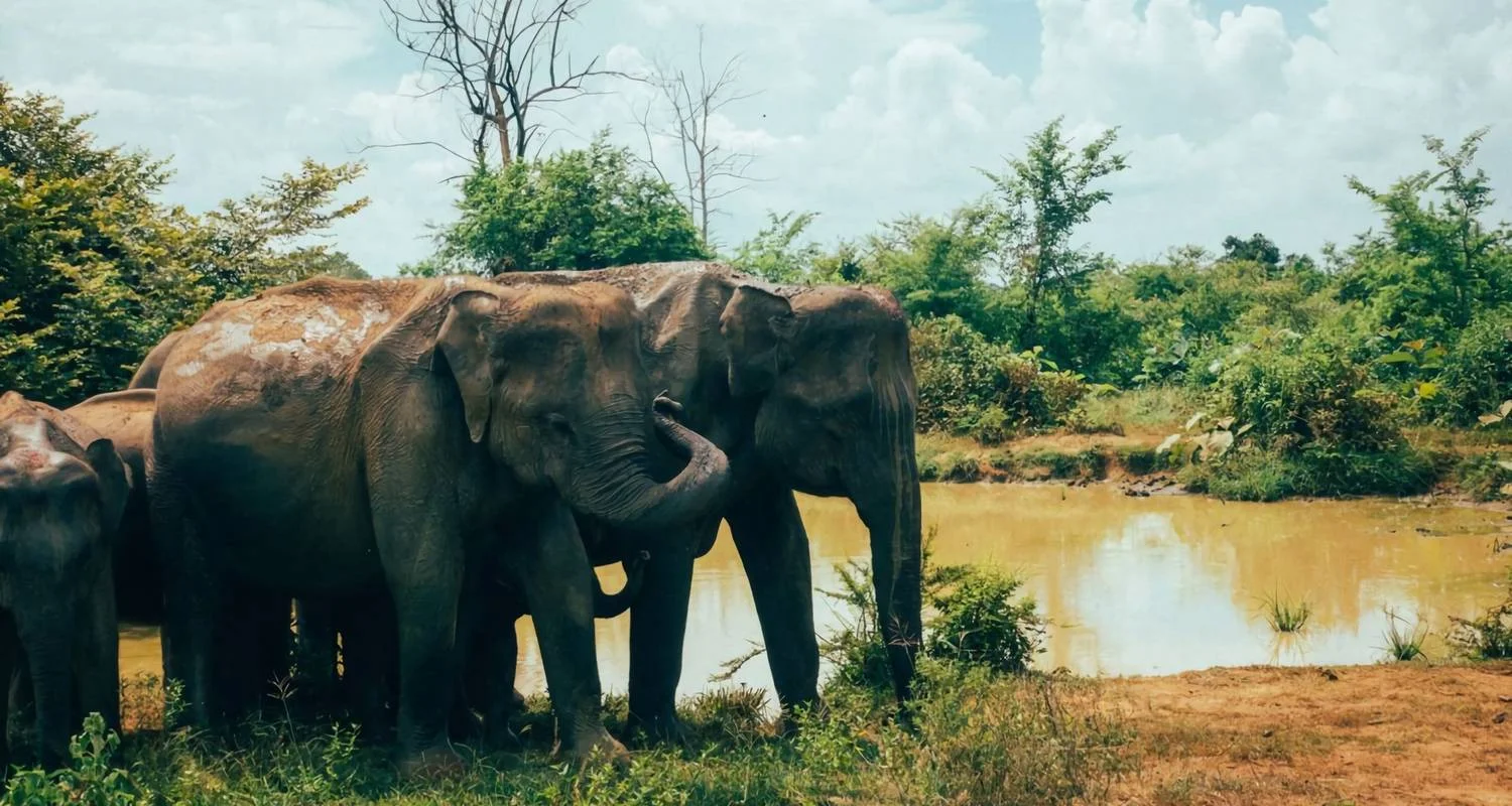 Explore Sri Lanka 11 Days/10 Nights Tour Itinerary for 11 days with Holiday Lanka Tours and discover unforgettable experiences - Photo 2