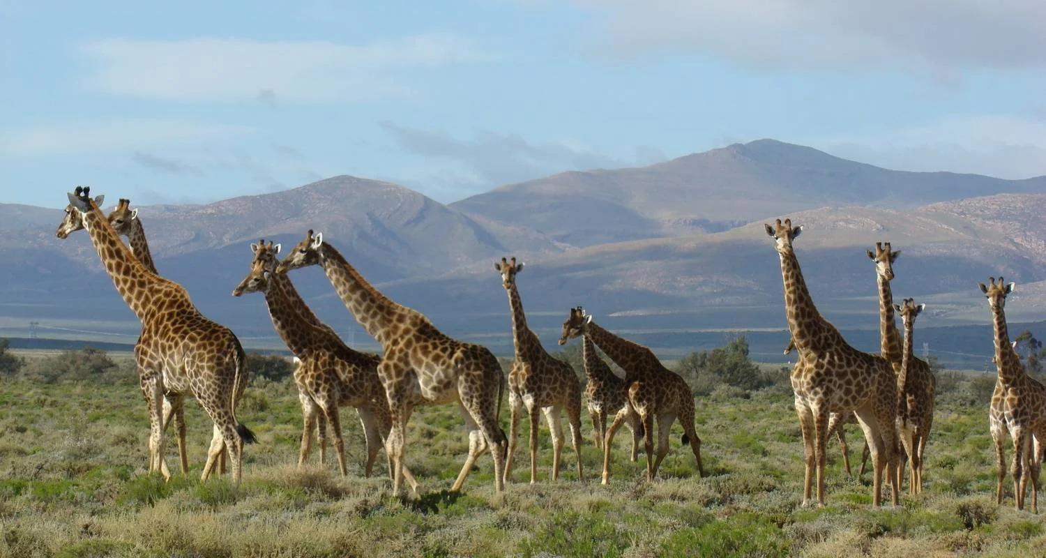 Explore 2 day South African Wildlife Safari Highlights Tour from Cape Town for 2 days with Hotspots2c and discover unforgettable experiences - Photo 2