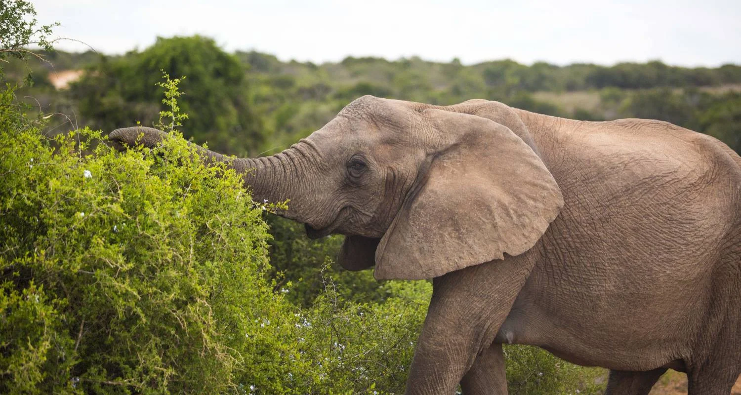 Explore 5 day Best of South Africa Highlights: Garden Route with Addo National Park for 5 days with Hotspots2c and discover unforgettable experiences - Photo 2