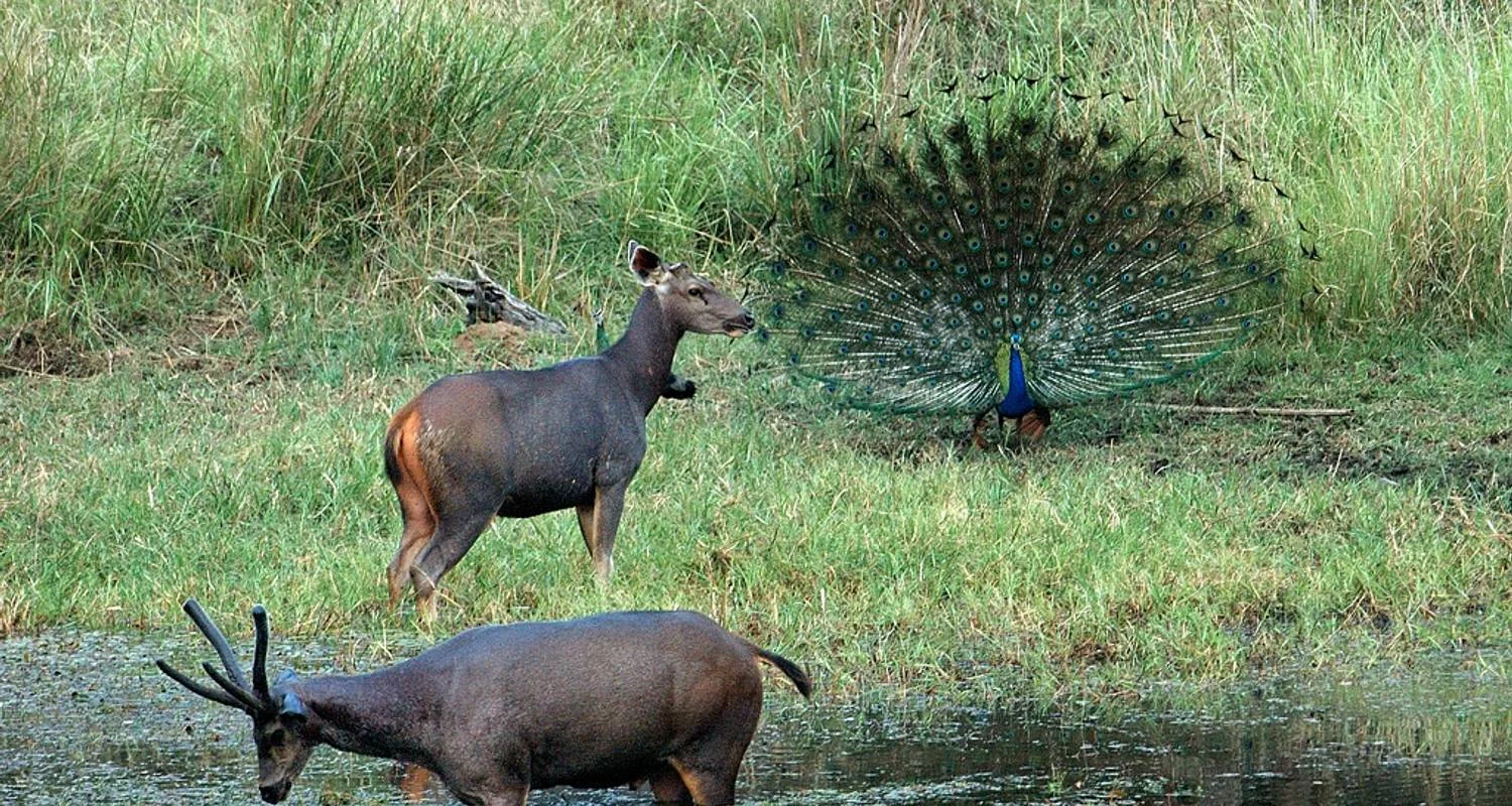 Explore India Tiger Photography Tour for 12 days with Holidays At and discover unforgettable experiences - Photo 2