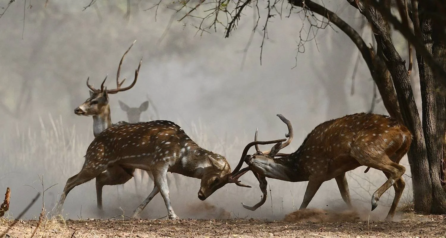 Explore Rajasthan Tour from New Delhi for 17 days with Holidays At and discover unforgettable experiences - Photo 2