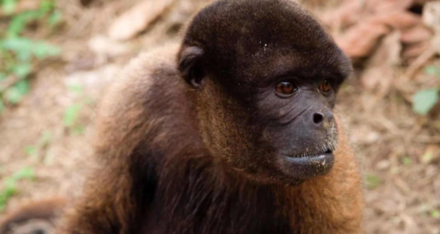 Explore 10/09 Lima, Cusco, Sacred Valley, Machu Picchu & Tambopata National Reserve Jungle (Small Group) for 10 days with ILE Tours and discover unforgettable experiences - Photo 2