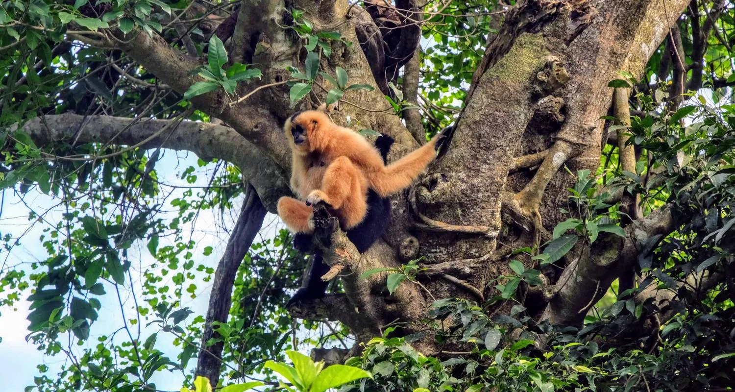 Explore Mild Adventure North Vietnam - Exploring Cuc Phuong National Park 10 Days/9 Nights for 10 days with Ideal Travel Asia and discover unforgettable experiences - Photo 2