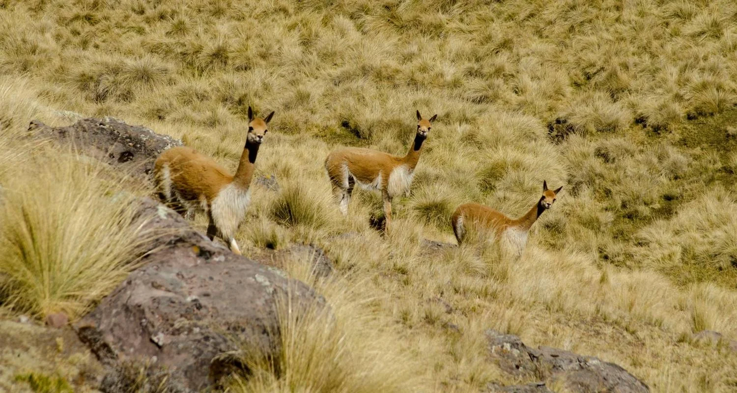 Explore 07 Day Sacred valley, short Inca trail & Rainbow Mountain for 7 days with Inkayni Peru Tours and discover unforgettable experiences - Photo 2