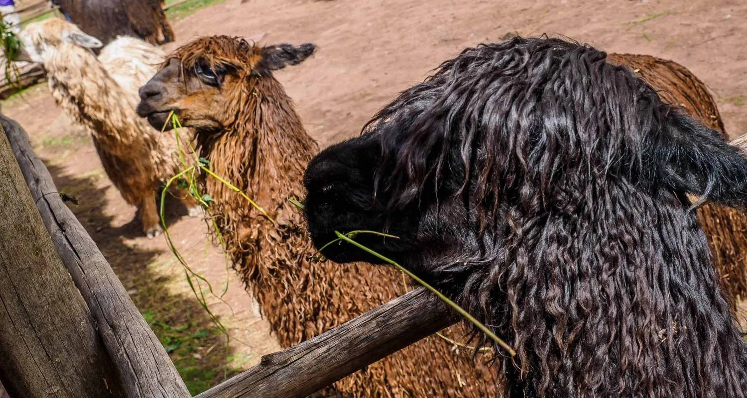 Explore Sacred Valley Tour – Private Service for 1 days with Inkayni Peru Tours and discover unforgettable experiences - Photo 2