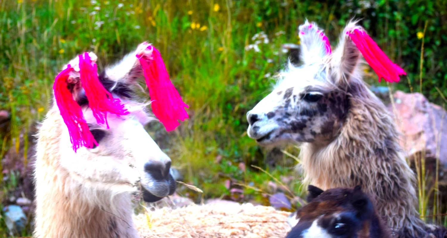 Explore 5 Day Journey of colors to Machu Picchu for 5 days with Inkayni Peru Tours and discover unforgettable experiences - Photo 2