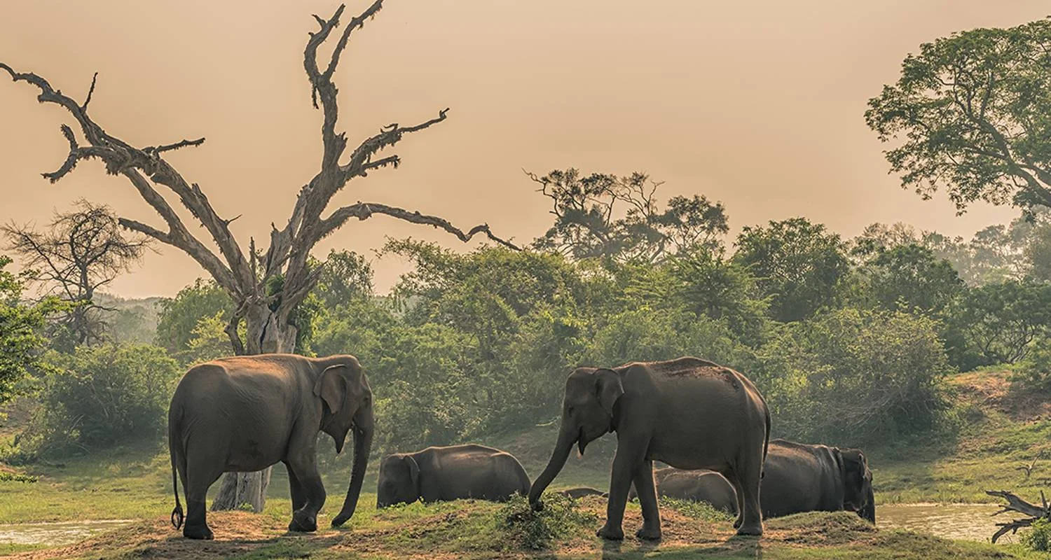 Explore Cycle Sri Lanka (14 destinations) for 14 days with Intrepid Travel and discover unforgettable experiences - Photo 2