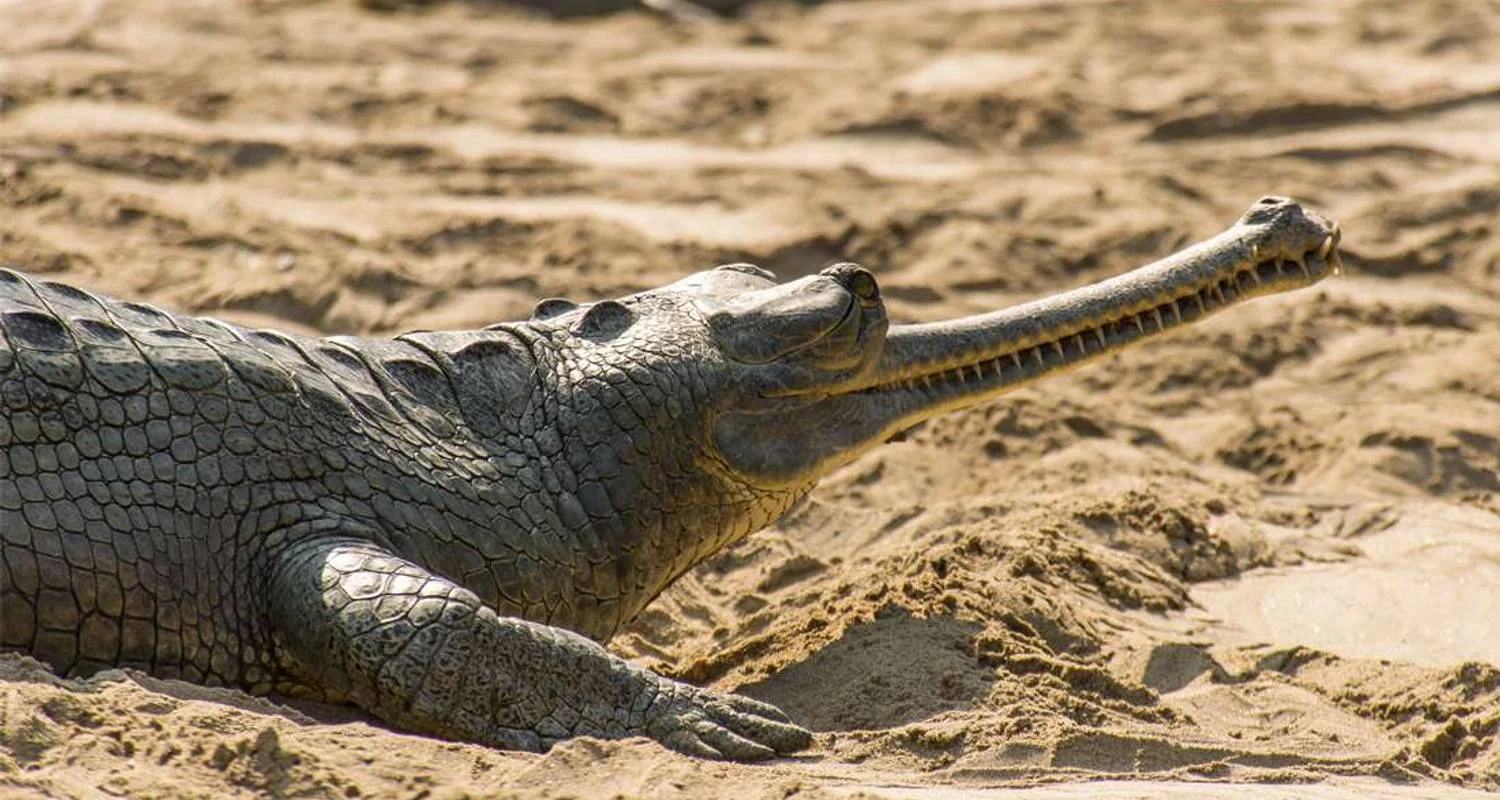 Explore Delhi to Kathmandu for 15 days with Intrepid Travel and discover unforgettable experiences - Photo 2