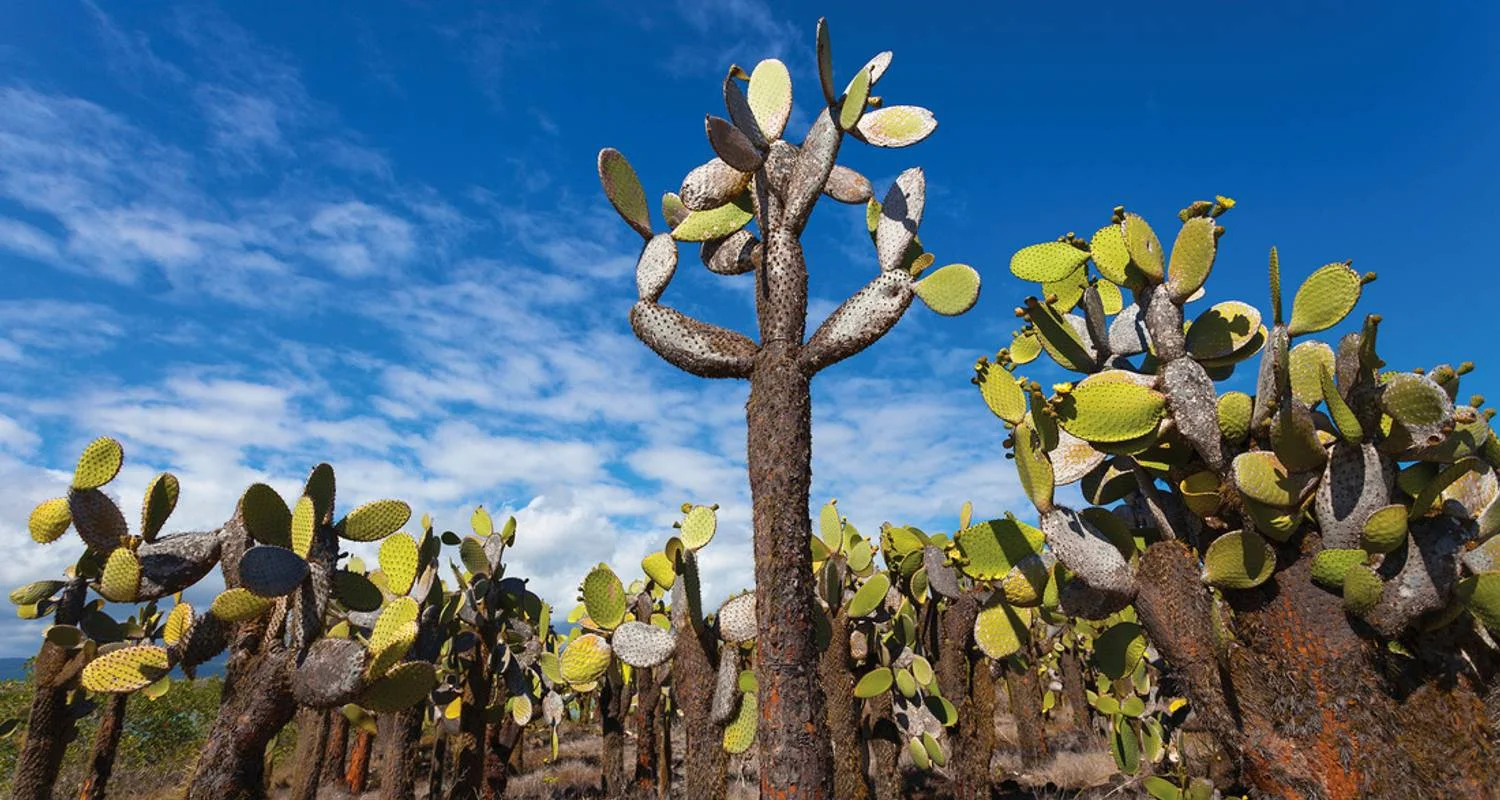 Explore Galapagos Adventure: Northern Islands (Grand Daphne) for 7 days with Intrepid Travel and discover unforgettable experiences - Photo 2