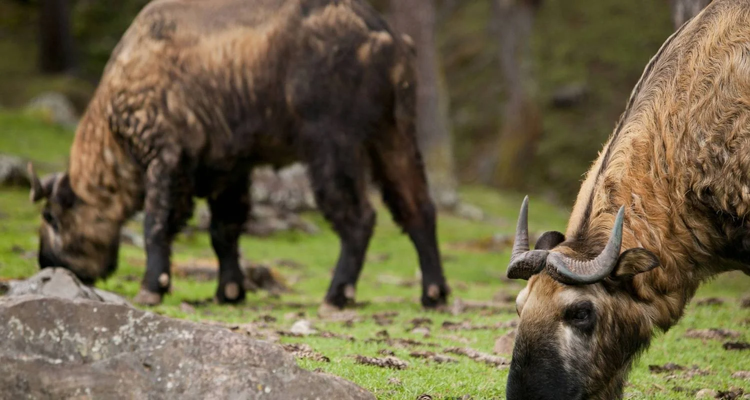 Explore Wonders of Bhutan - 7 Days for 7 days with On The Go Tours and discover unforgettable experiences - Photo 2