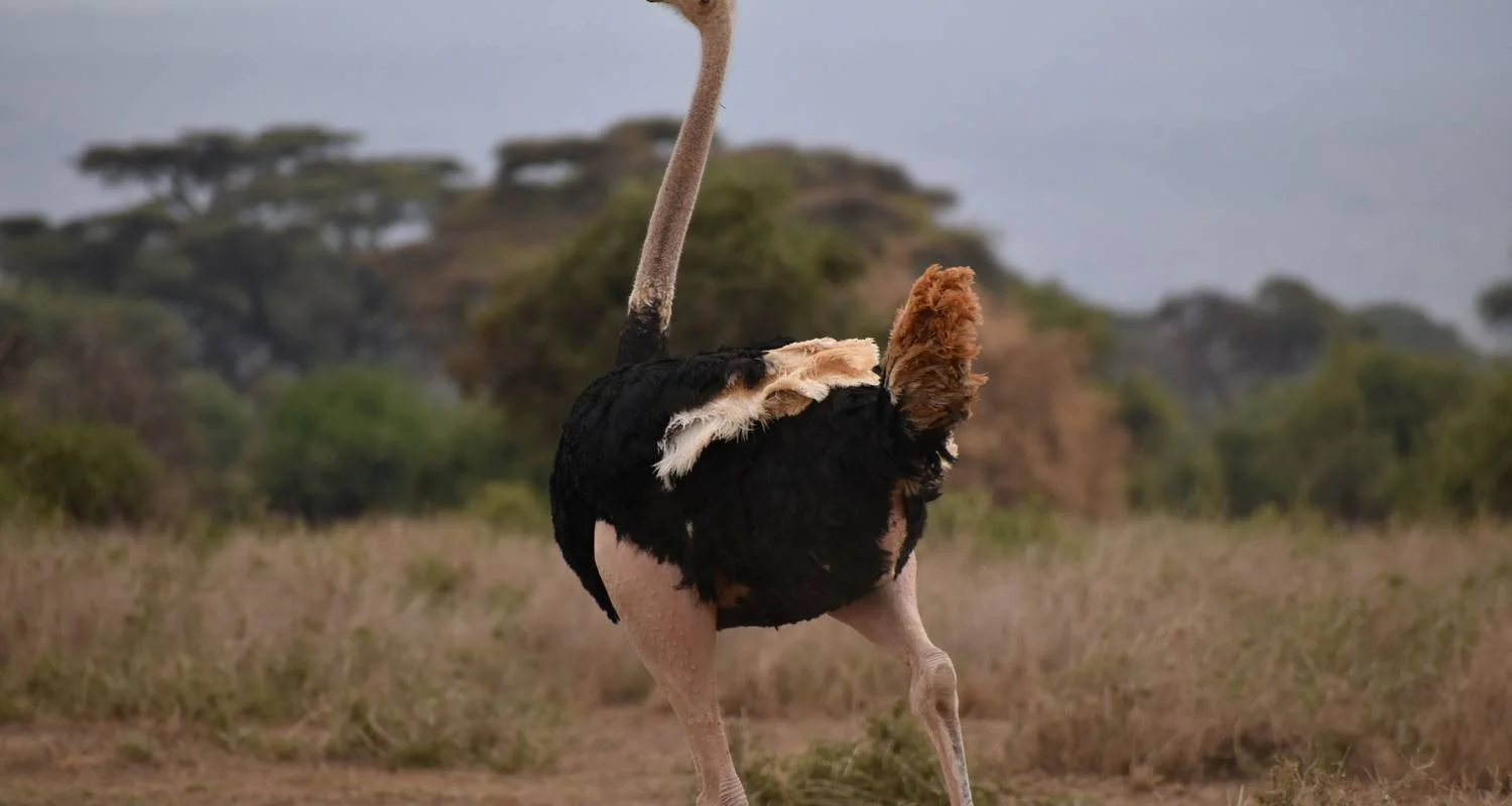 Explore 11 Days Kenya and Tanzania Mixed Budget & Luxury Camps Safari for 11 days with Pam Tours and Travel  and discover unforgettable experiences - Photo 2