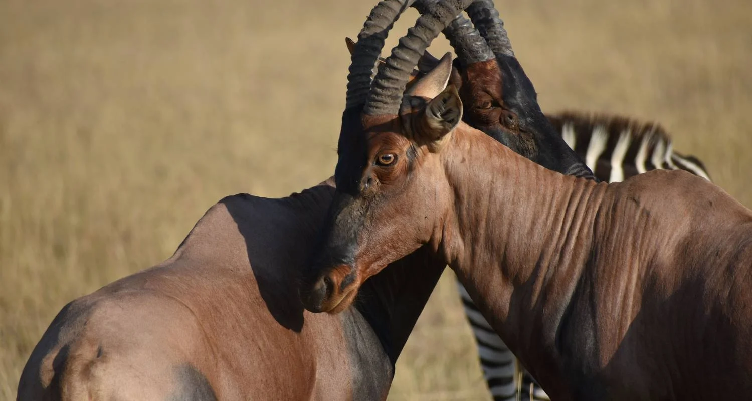 Explore 3 Days Zuru Masai Mara Standard Safari for 3 days with Pam Tours and Travel  and discover unforgettable experiences - Photo 2