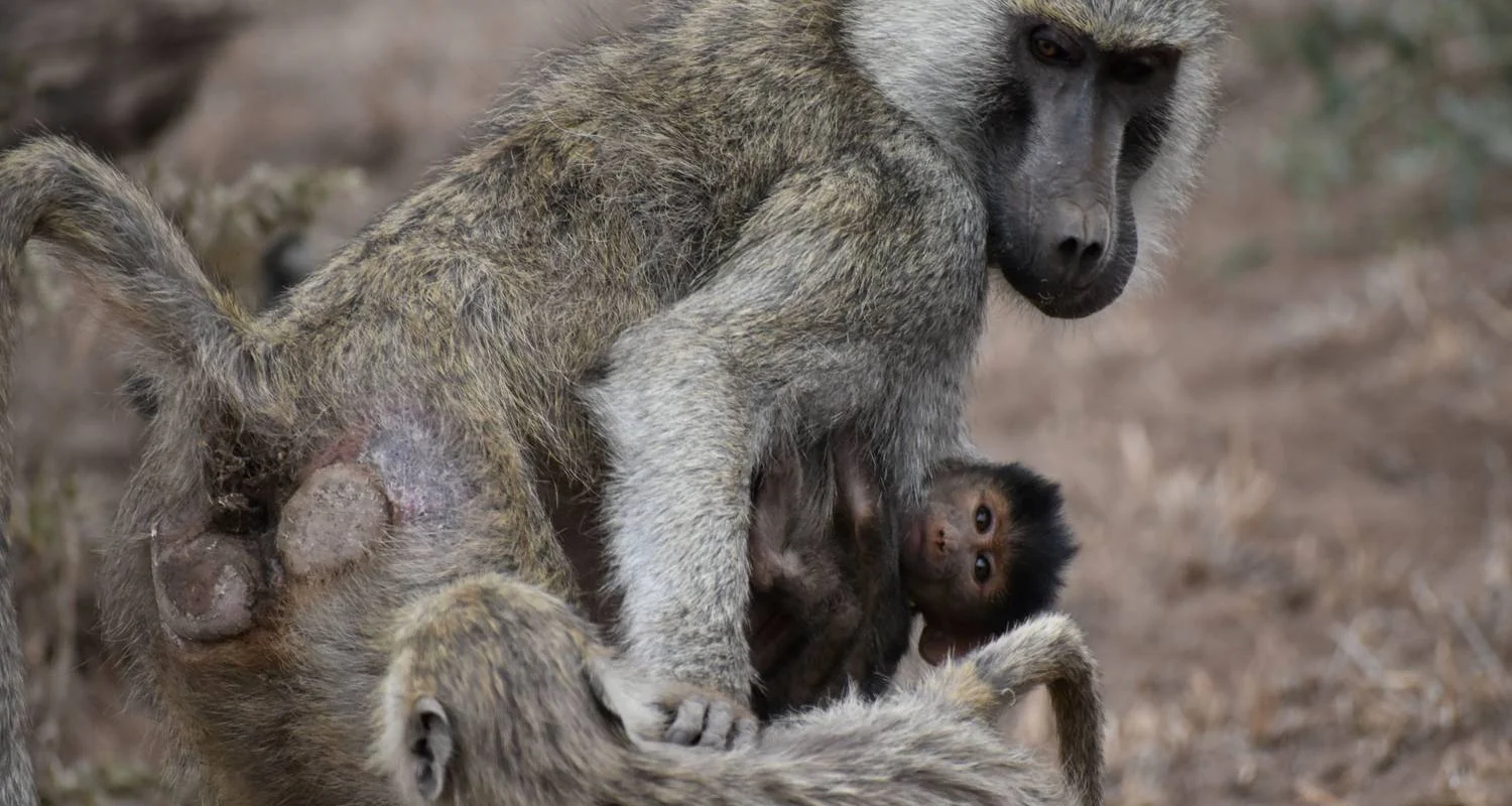 Explore 11 Days Kenya & Tanzania Classic Mid-Range Jeep Safari for 11 days with Pam Tours and Travel  and discover unforgettable experiences - Photo 2