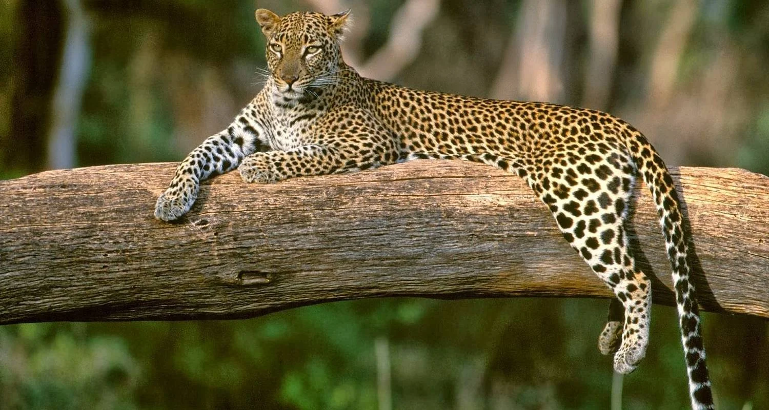 Explore Trip to Madhya Pradesh Wildlife Safari for 8 days with Panda Experiences and discover unforgettable experiences - Photo 2